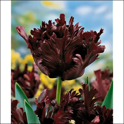 Cette fleur n'est pas une tulipe.