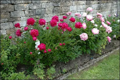 Les pivoines fleurissent au printemps et en été.