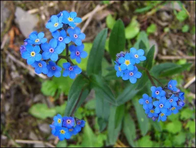 Cette plante à fleurs bleues est le myosotis alpestre.