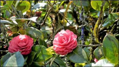Le camélia fleurit en été.