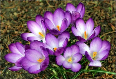 Seul le crocus sativus donne le safran.