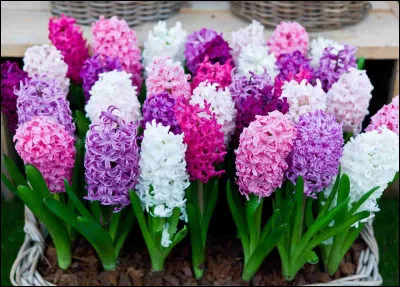 Les jacinthes ne sont pas des plantes à bulbe.