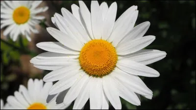 Quelle est cette fleur permettant d'égrener son amour ?