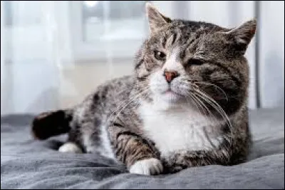 Préfères-tu que ton chat soit adulte ou bébé ?