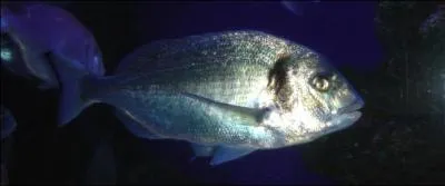 Qu'appelle-t-on aussi Brme de mer ?