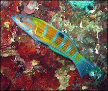 Comment se nomme ce magnifique poisson de Mditerrane ?