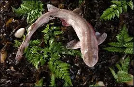 Quel est l'autre nom de la Roussette ?