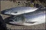 Saumonée ou Arc en Ciel, c'est un poisson d'eau douce très commun :