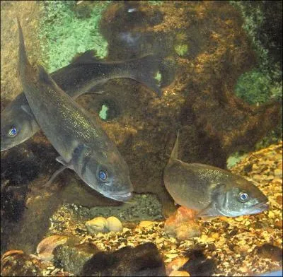 Quelle est la diffrence entre un loup et un Bar ?