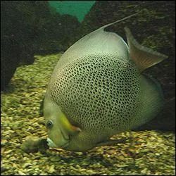 Ce poisson porte le nom de Demoiselle Blanche, dans quel pays peut-on le pcher ?