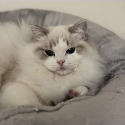 Ton félin favori est...