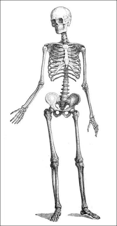 Comment appelle-t-on lensemble des os du corps humain ?