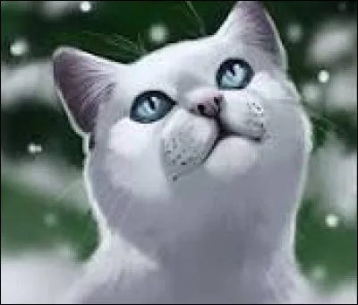 Tu es le mentor de Nuage d'Aurore. Elle devient guerrière très vite. Un beau jour, Flocon de Neige vient te voir et te confesse son amour pour toi. Qu'en dis-tu ?