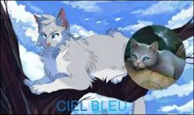 Tu attends les chatons de Flocon de Neige, et ils naissent enfin. Ils sont trois. Voici le premier. Comment l'appelles-tu ? C'est un mâle au pelage gris tirant sur le gris-bleu aux yeux bleus.