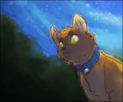 D'accord, et que fais-tu si tu trouves un chaton perdu sur ton territoire, qui semble heureux de te trouver et qui te salue ?