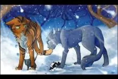 Serais-tu prêt à quitter tes chatons pour devenir chef, pour sauver tout ton clan ?