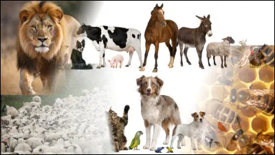 Pourquoi les Japonais ont-ils choisi un chat en tant que porte-bonheur ?