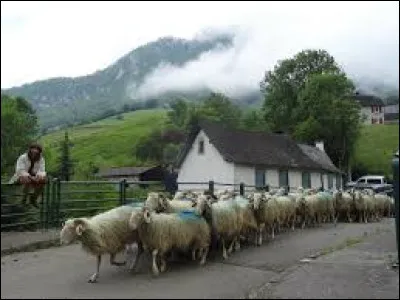 Je vous emmène dans la Béarn participer à la transhumance, à Lourdios-Ichère. Village de l'arrondissement d'Oloron-Sainte-Marie, ayant eu Jean Lassalle comme maire, il se situe dans le département ...