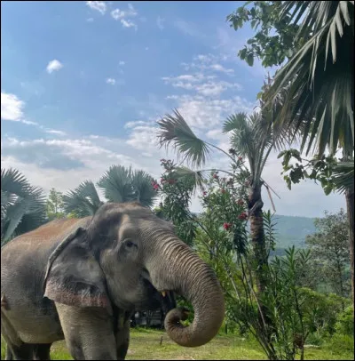 Comment le tourisme de masse peut-il affecter l'environnement naturel, comme les forêts et les rivières ?