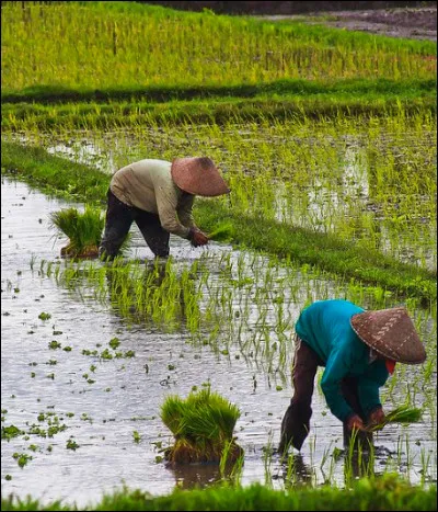 Quel pourcentage approximatif de la population Laotienne dépend de l'agriculture pour sa survie ?
