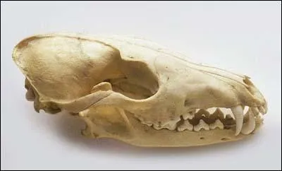 Le renard possde une excellente dentition. Et, petit veinard ! , l'mail de ses dents se renouvelle tous les ... ?