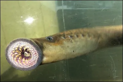 Quel est cet animal ?