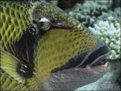 Quel est cet animal ?