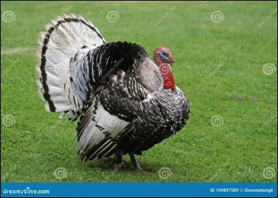 Quel est cet animal ?