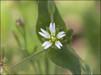 Échappe heureusement à la coupe, c'est l'...