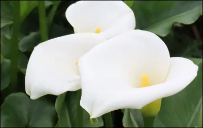 Ajout de patissier, c'est le...