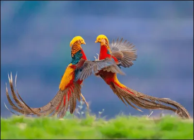 Dans une expression, qu'est-ce qui peut être comme le Pont-Neuf ?