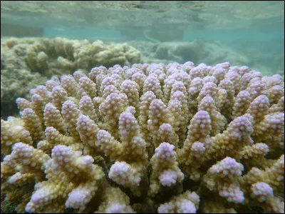 Y a-t-il une barrière de corail autour de l'île ?