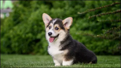 Quel est en moyenne le poids du Corgi ?