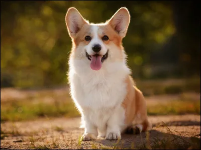 Quelle est en moyenne la longévité du Corgi ?