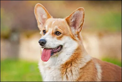 Quelle est la date d'apparition du Corgi ?