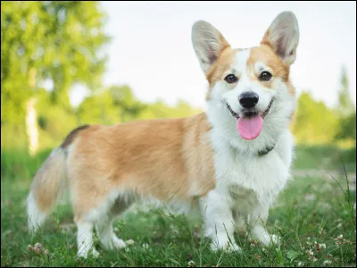 De quel pays est originaire le Corgi ?
