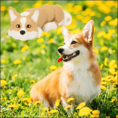 Complétez la phrase : Ce petit berger court sur pattes au corps allongé, dont la tête ressemble à celle d'un renard, est depuis 1935...