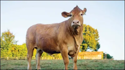 "Oupette" est une vache de 6 ans et l'égérie du Salon international de l'agriculture 2025. Quelle est sa race ?