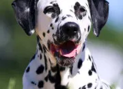 Quiz Le Dalmatien