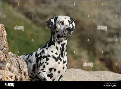 Quel est en moyenne le poids du Dalmatien ?