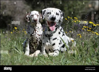 Quelle est en moyenne la longévité du Dalmatien ?