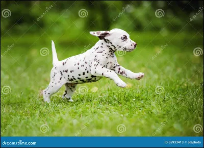 Quelle est la date d'apparition du Dalmatien ?