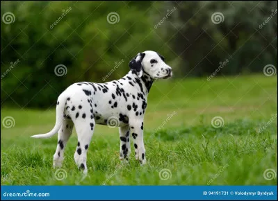 De quel pays le Dalmatien est-il originaire ?