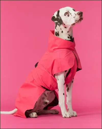 Complétez la phrase : Ce chien sportif et indépendant a été rendu célèbre par le film d'animation...