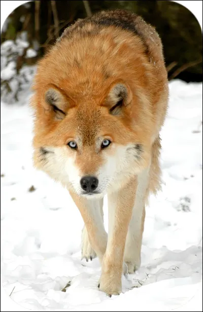 Où vit principalement le loup rouge ?