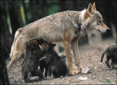Comment s'appelle le petit du loup ?