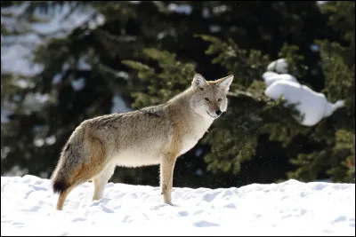 Quel est le statut UICN du loup ?
