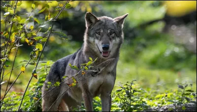 Et enfin, la dernière question. Quelle est la principale cause de la disparition des loups ?