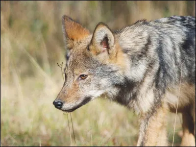 Combien y a-t-il de loups à l'état sauvage en France, en 2024 ?