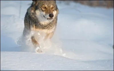 Quelle est, &agrave; peu pr&egrave;s, la vitesse du loup ?